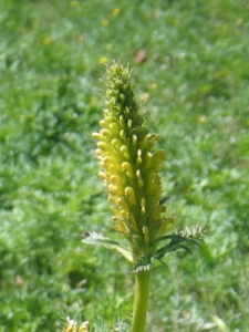 Pedicularis bracteosa